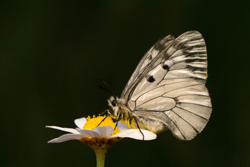 Macro shots, Beautiful nature scene. Closeup beautiful butterfly sitting on the flower in a summer garden.