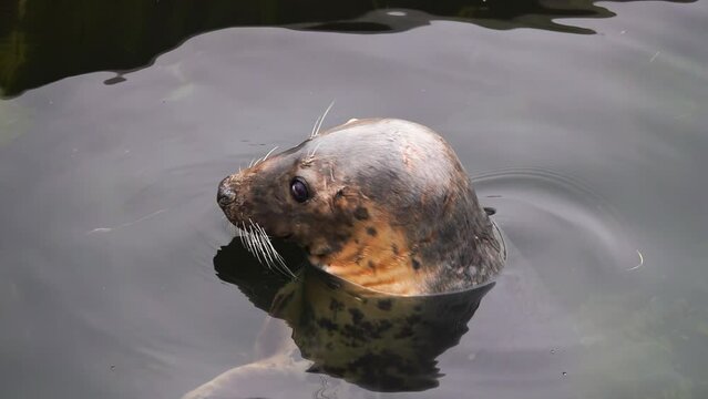 fur seal in the water, slow motion