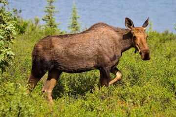 Fototapeta premium Moose, Denali National Park