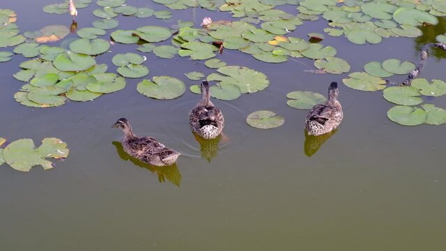 Ducks swimming in pond of a city park
