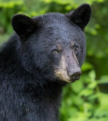 Fototapeta premium Profile of a large black bear looking straight at the camera