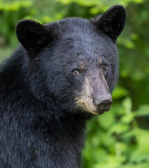 Profile of a large black bear looking straight at the camera