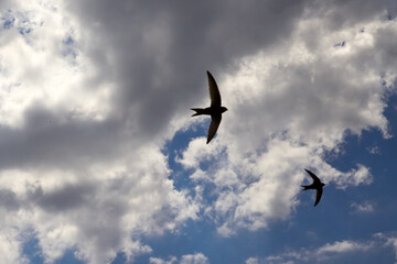 Silhouettes of flying birds against a cloudy sky