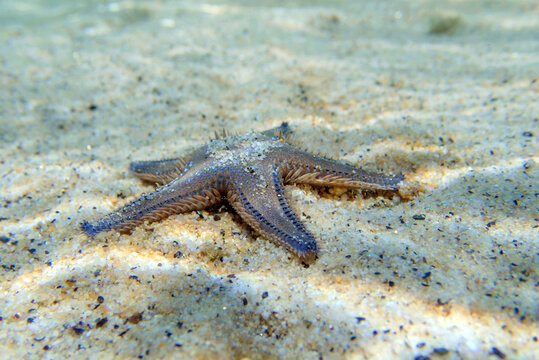 Underwater image of Mediterranean sand sea-star - Astropecten spinulosus