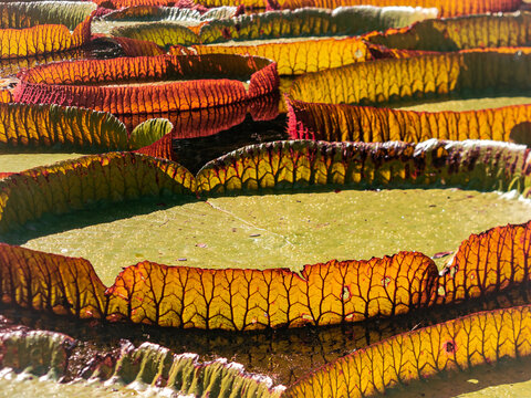 Giant waterlily close-up in Sir Seewoosagur Ramgoolam Botanic Garden, Mauritius