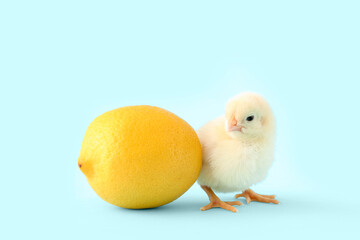 Cute little chick with lemon on blue background