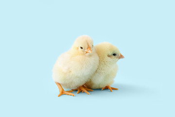 Cute little chicks on blue background