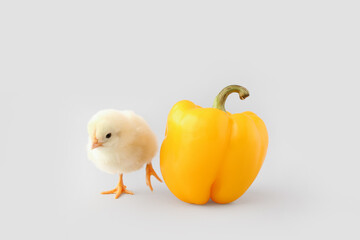 Cute little chick and pepper on grey background