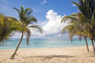 Naklejka na ściany i meble Several palm trees overlooking the Caribbean Sea and a white sand beach.