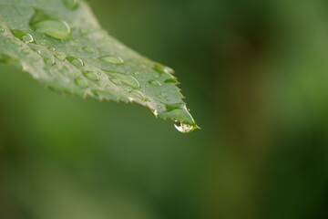 drop of water at the end of a leaf