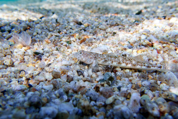 FOUR-SPOTTED GOBY - (DELTENTOSTEUS QUADRIMACULATUS)