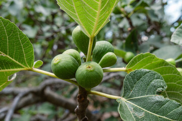 Tree full of fruit, it displays on its branches a range of delicious ripe fruits, including figs.