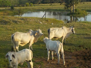 bellas vacas de los llanos orientales