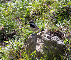 View of coal tit bird eating a worm