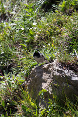 View of coal tit bird eating a worm