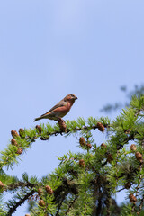 Photo of a red crossbill bird during spring
