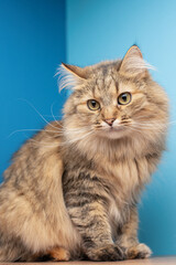 Domestic cat sits on a wooden pedestal on a blue background