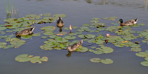 Ducks swimming in pond of a city park