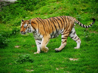 Tiger im Gras 