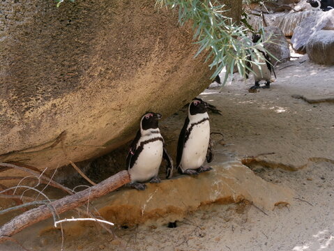 Pinguine vor Felsen