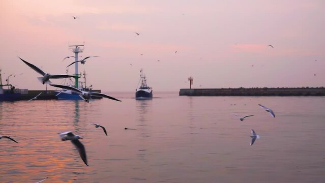 seagulls flying over fishing boats port hel poland, slow motion