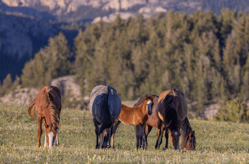 Obraz premium Wild Horses in Summer in the Pryor Mountains Montana