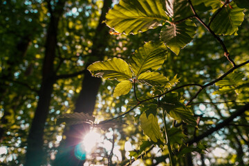 Sunlit Leaves