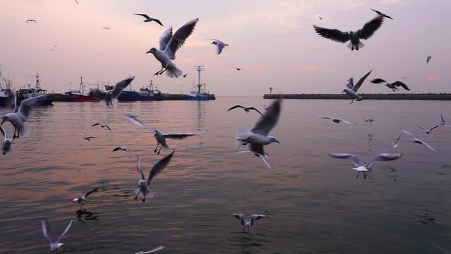 seagulls flying over fishing boats port hel poland, slow motion