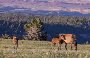 Wild Horses in Summer in the Pryor Mountains Montana