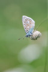 Fototapeta na wymiar Polyommatus icarus, common blue butterfly on a flower in the meadow with green blur background