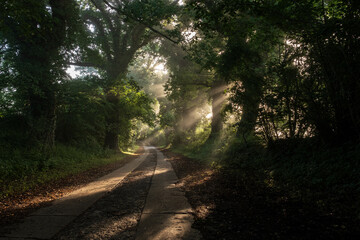 Naklejka premium Waldweg 2