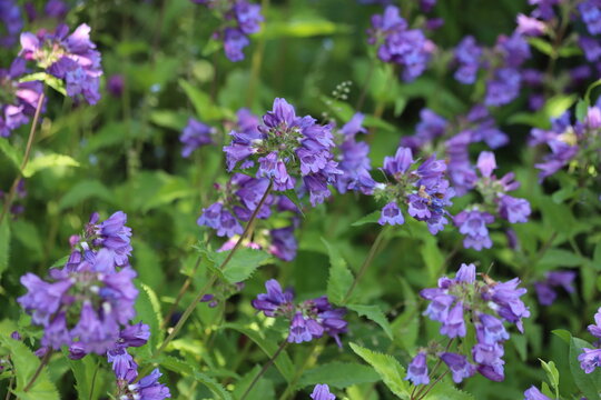 Penstemon serrulatus. Purple cascade penstemon in garden.