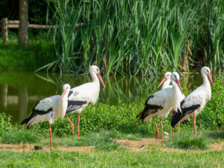 Störche im Münsterland