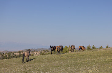 Wild Horses in Summer in the Pryor Mountains Montana