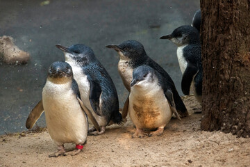 Little Blue Penguins, Sydney, Australia