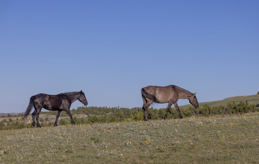 Obraz na płótnie Canvas Wild Horses in Summer in the Pryor Mountains Montana