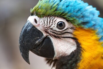 blue and yellow macaw - obrazy, fototapety, plakaty