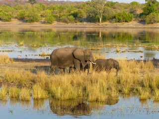 Obraz premium Landscape in Chobe National Park on Sedudu Island with elephants at the water in Namibia Africa