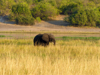Fototapeta premium Landscape in Chobe National Park on Sedudu Island with elephants at the water in Namibia Africa