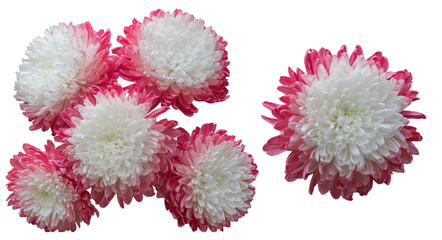 White chrysanthemum with pink petals isolated on transparent background. Top view of the flowers. PNG image.