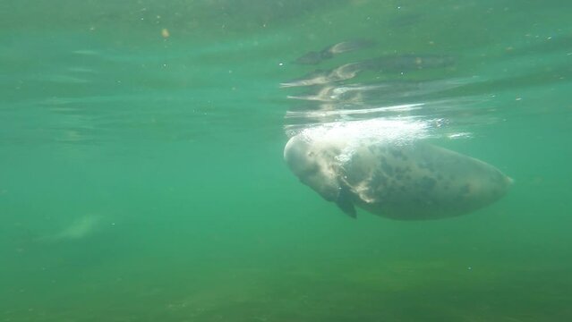 fur seal swims slowly underwater slow motion