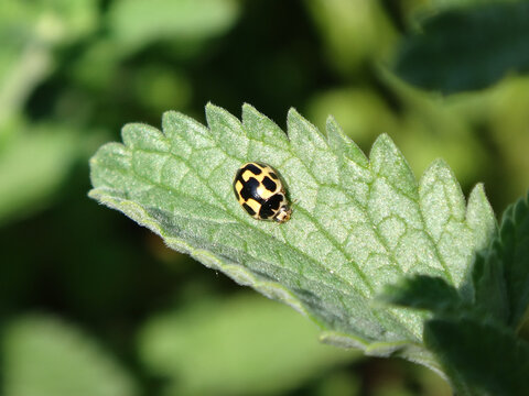 Female fourteen-spotted ladybird beetle (Propylea quatuordecimpunctata) on a green catmint leaf