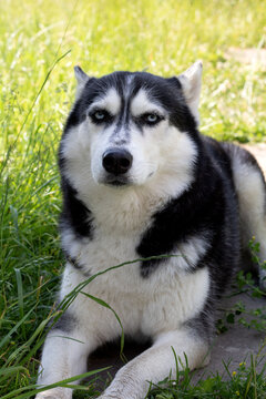 Photo Siberian Husky lies and looks at the camera