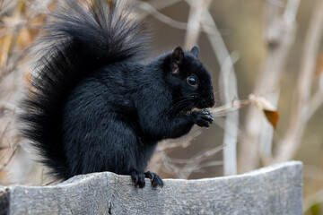 Black eastern gray squirrel perched on a wooded sign eating.