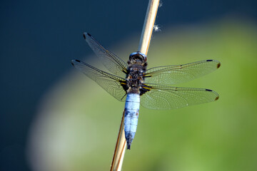 blue dragonfly on a branch