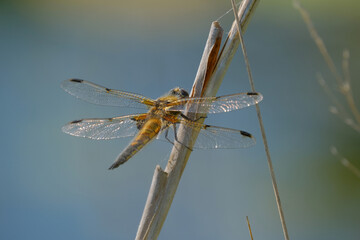 dragonfly on a branch