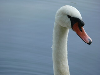 Obraz premium White Swan Head