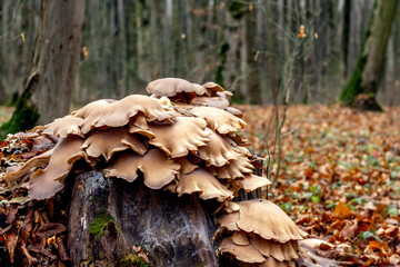 Inedible mushrooms in the forest on a tree stump in autumn