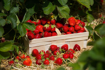 Box with ripe fresh strawberries in strawberry field fruit farm.