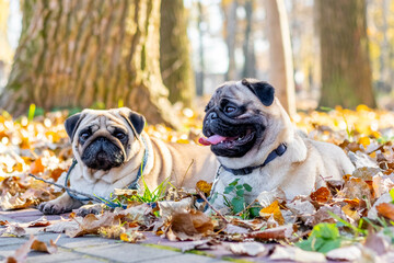 Two pug dogs lie on fallen leaves in an autumn park
